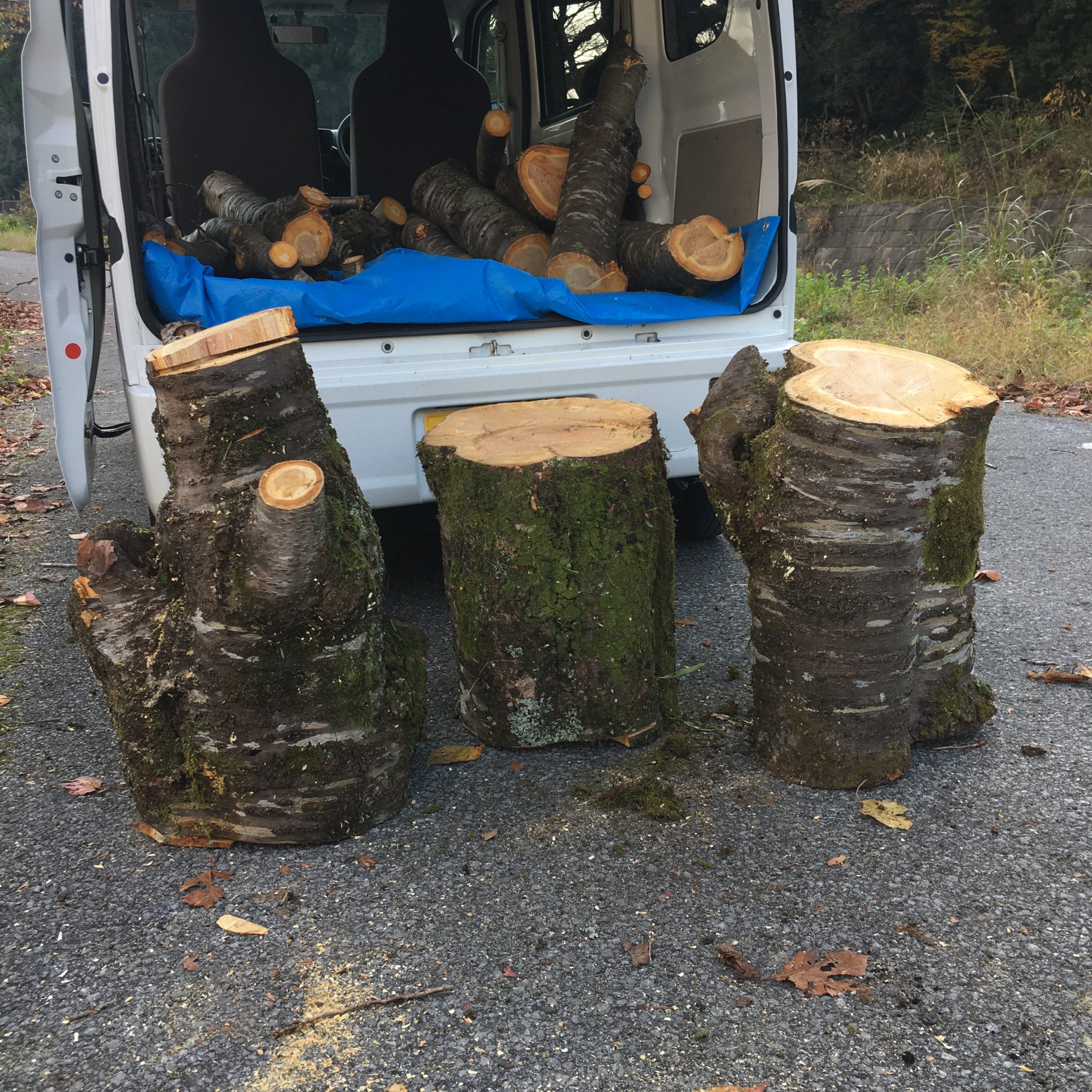 生木を伐採・入手するための３つのコツ